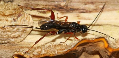 Réf. 199 881 : Helconidea ruspator